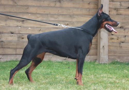 Sant Kreal Jewel | Black Doberman Pinscher