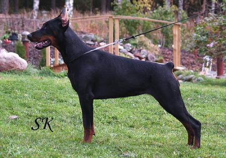 Sant Kreal Joli Nuit | Black Doberman Pinscher