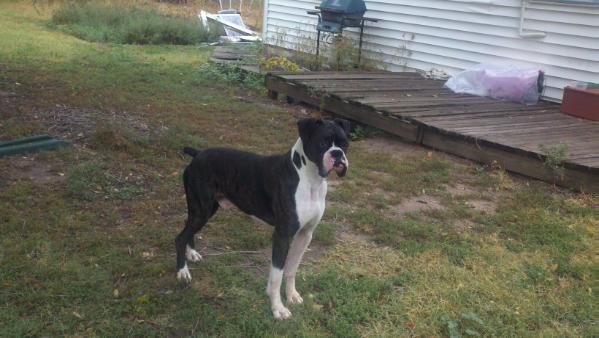 JNJ Sly Balboa | Boxer 