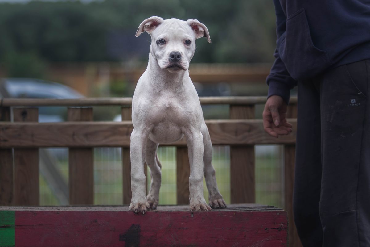 HDB's Range | American Bulldog 