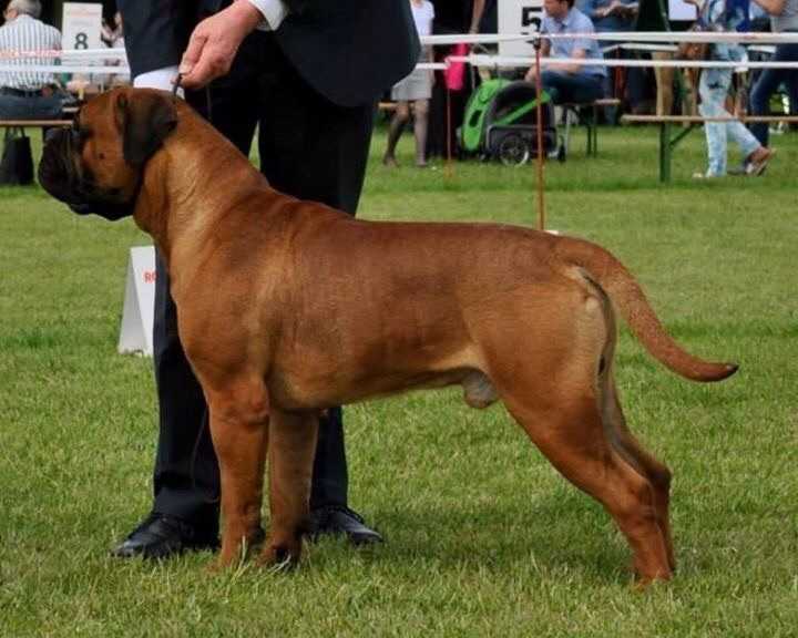 Toro Diavolo Nidhard at Cooperdale | Bullmastiff 