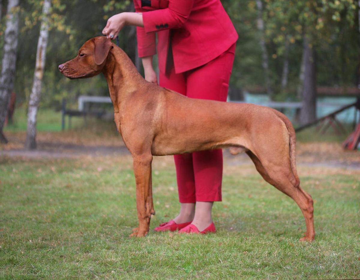 Dreamer's Way Carpe Diem | Rhodesian Ridgeback 