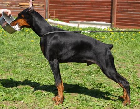 Sant Kreal Zurbano | Black Doberman Pinscher