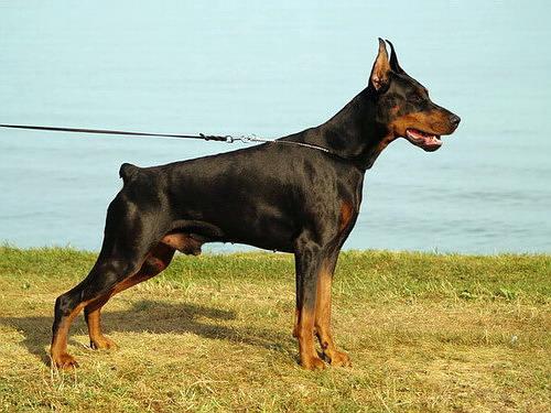 Sant Kreal Zeus | Black Doberman Pinscher