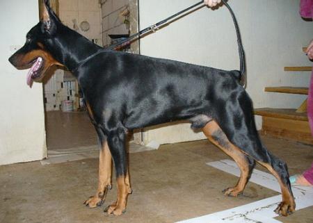 Sant Kreal Zafiris | Black Doberman Pinscher