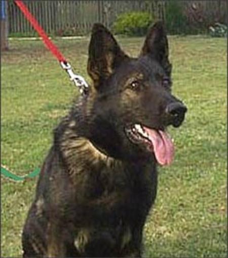 Vonforell Whiskey | German Shepherd Dog 