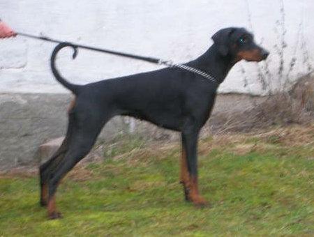 Oncemore Elvira Madigan | Black Doberman Pinscher