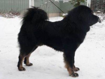 CZAMLONG SUNDARI | Tibetan Mastiff 