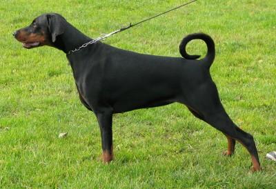 Oncemore Evita | Black Doberman Pinscher