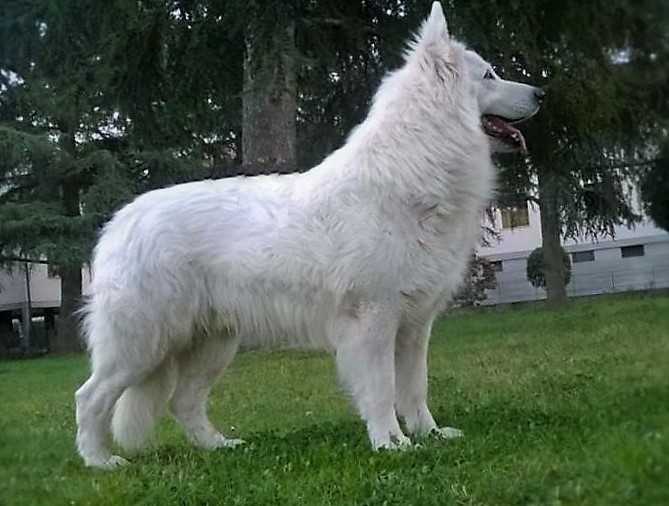 Arcano di Temaline | White Swiss Shepherd Dog 