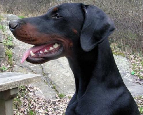 Oncemore Europe Express | Black Doberman Pinscher