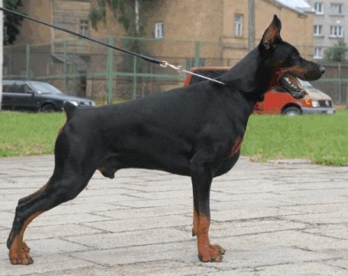 Livonijas Baron Ikos Immortal | Black Doberman Pinscher