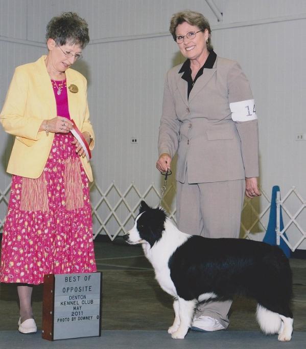 Sporting Fields She's a Big Star | Border Collie 