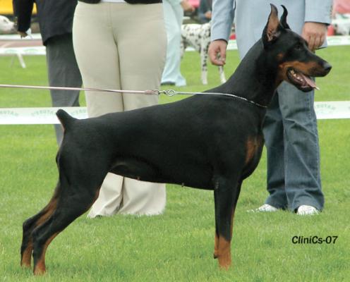 Livonija Baronesa Isis Isida | Black Doberman Pinscher