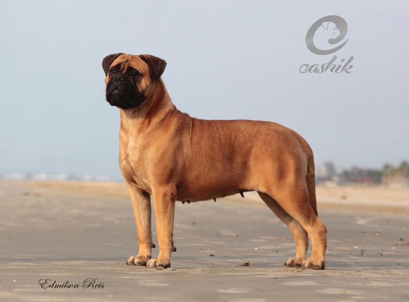 Eashik's NE Dance in The Sun | Bullmastiff 