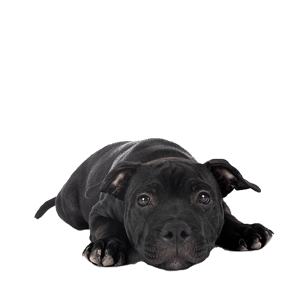 Staffordshire Bull Terrier