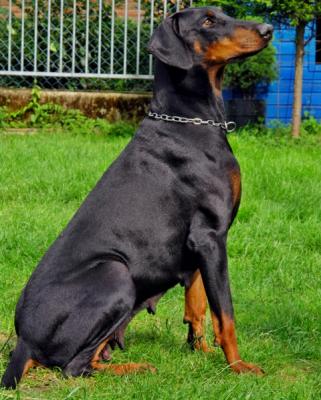 Milva v.d. Zonser Heide | Black Doberman Pinscher