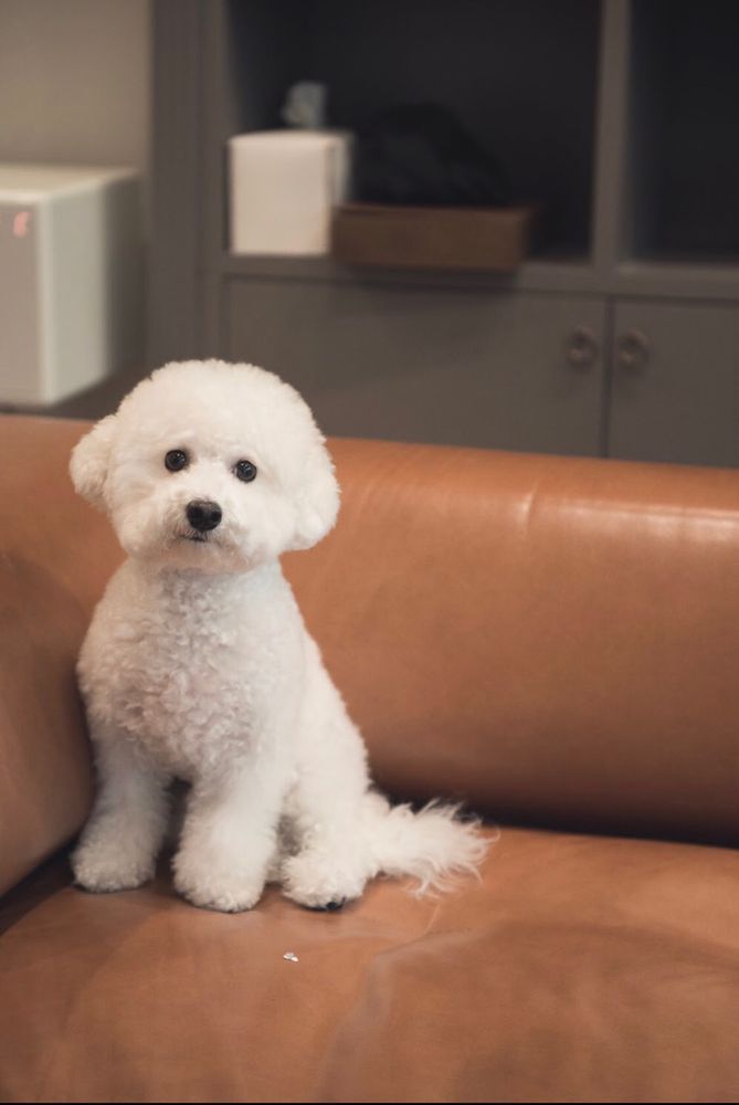 Royce Lee Hwang | Bichon Frise 