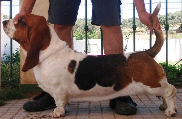 Girls Bubba de Olea Bull's | Basset Hound 