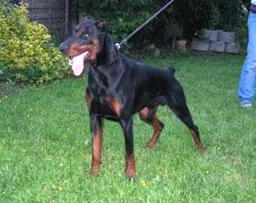 Ilex v.d. Zonser Heide | Black Doberman Pinscher