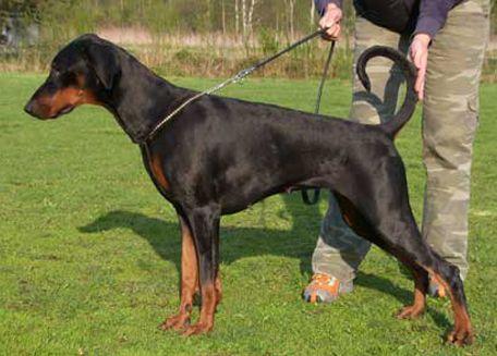 Mamres Tahunja | Black Doberman Pinscher