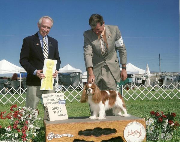 Braveheart Baron | Cavalier King Charles Spaniel 