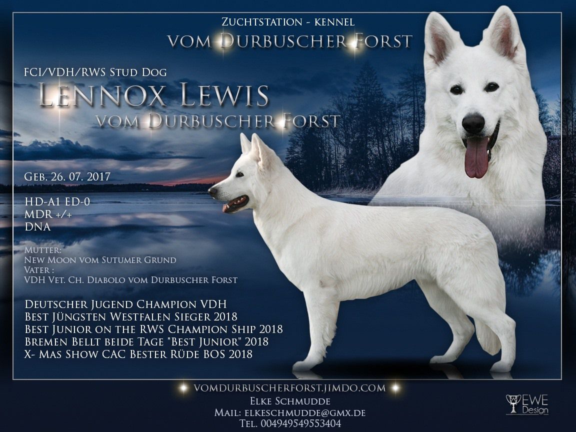 Lennox Lewis vom Durbuscher Forst | White Swiss Shepherd Dog 