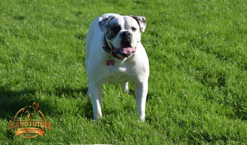 Grand Future Triumph | American Bulldog 