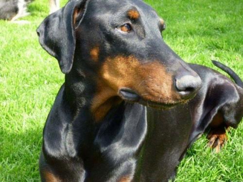 Meta v.d. Zonser Heide | Black Doberman Pinscher