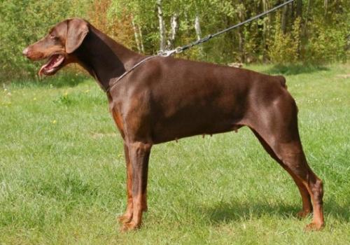 Amalia v. Burgenland | Brown Doberman Pinscher