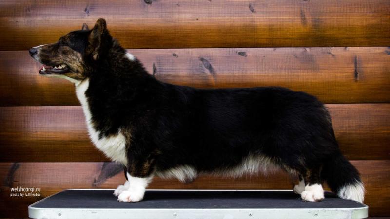 Aethwy Mamma Mia | Cardigan Welsh Corgi 