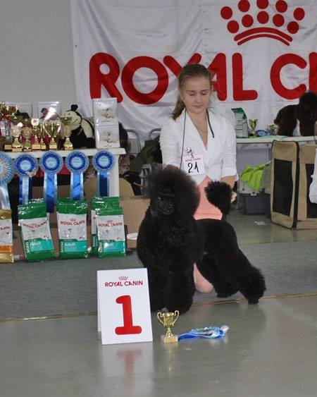 Blockbaster s Tainstvennogo Ostrova | Poodle 