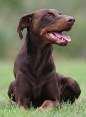 Zandor v.d. Groote Maat | Brown Doberman Pinscher