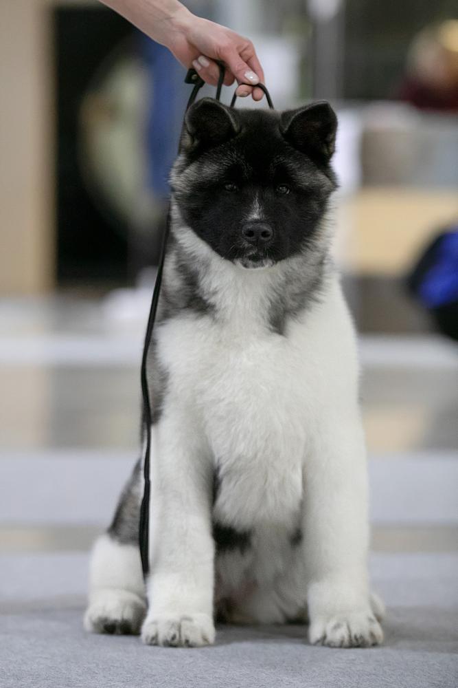 Heavenly Light Nordic Shine | Akita 