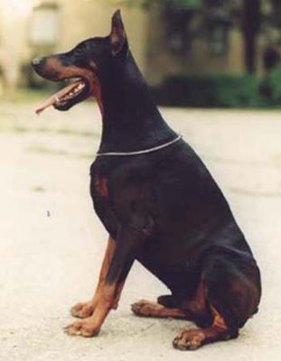 Midnight Mistic of Black Line | Black Doberman Pinscher