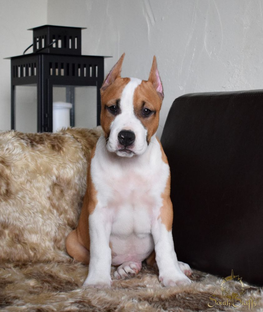 South Staffs Shadow Hunter | American Staffordshire Terrier 