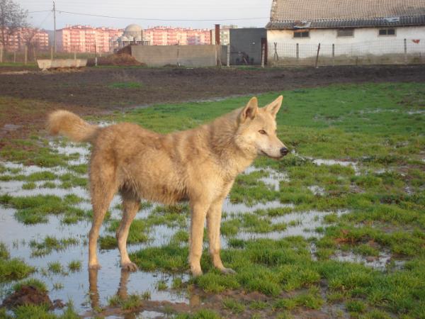 Sarik Canis Lupus | Czechoslovakian Wolfdog 