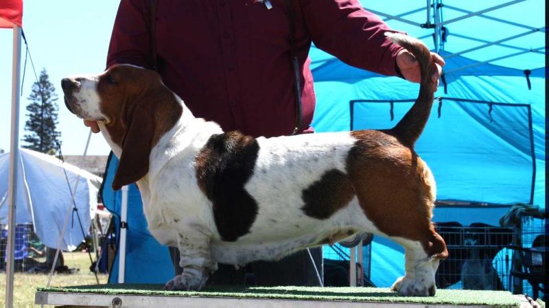 Smart Lady od Berounky of Bassefied | Basset Hound 