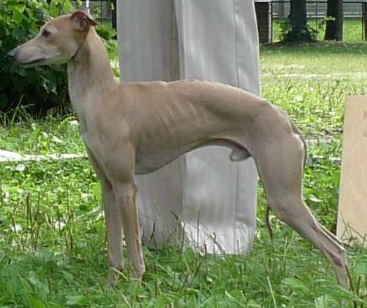 ELEDI GRACE VALUABLE | Italian Greyhound 