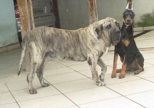 Diamante Von Cheib's | Fila Brasileiro 