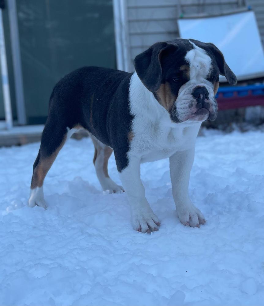 You Betcha Bulldogs' Rosalina | Olde English Bulldogge 