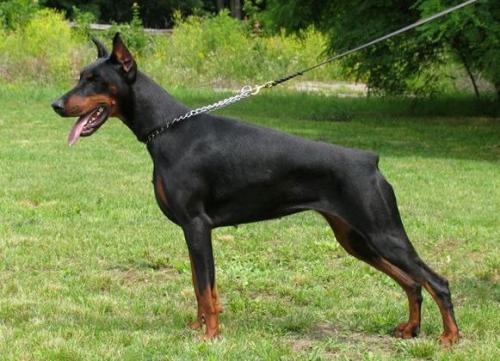 Ak-Yar Raya | Black Doberman Pinscher