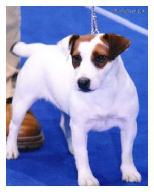 Indicatore Tabarrino Sandra | Jack Russell Terrier 