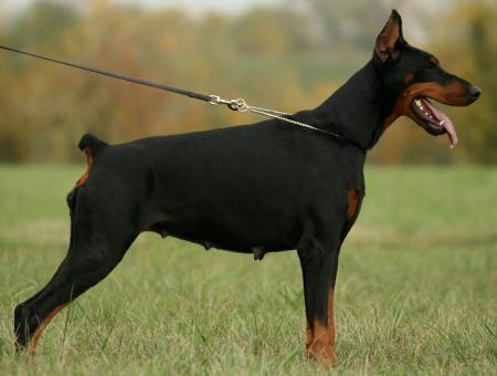 Gipsy of Blackmagic Land | Black Doberman Pinscher