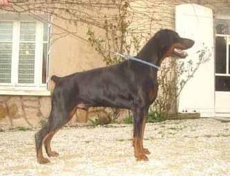 Astor Black v. Verstenwal | Black Doberman Pinscher