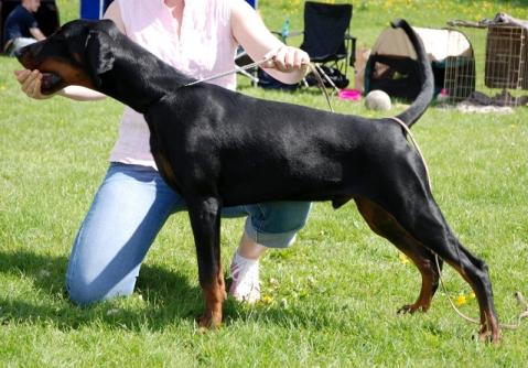 Kriegerhof Sisu | Black Doberman Pinscher