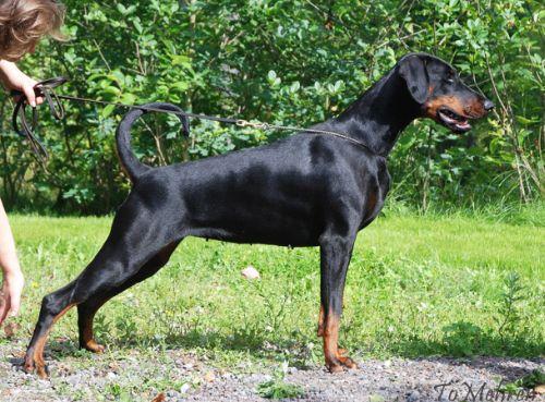 Kriegerhof Sienna | Black Doberman Pinscher