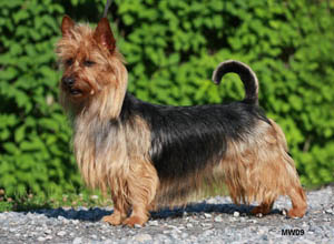 Jaskarin Carissima | Australian Terrier 