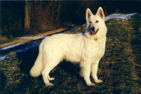 Aischa vom Vilstaler Land | White Swiss Shepherd Dog 