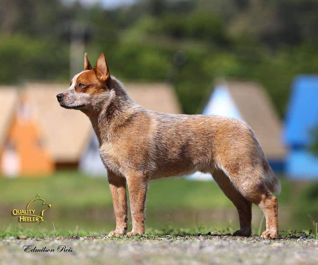 VANS WEINHOUND | Australian Cattle Dog 